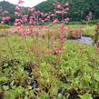 Dlužicha 'Pluie de Feu' - Heuchera brizoides 'Pluie de Feu'