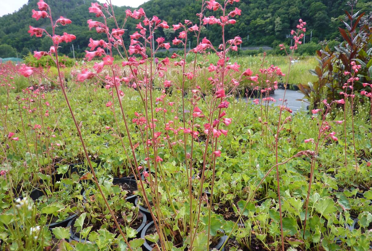 Dlužicha 'Pluie de Feu' - Heuchera brizoides 'Pluie de Feu'