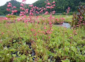 Dlužicha 'Pluie de Feu' - Heuchera brizoides 'Pluie de Feu'
