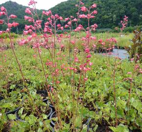 Dlužicha 'Pluie de Feu' - Heuchera brizoides 'Pluie de Feu'