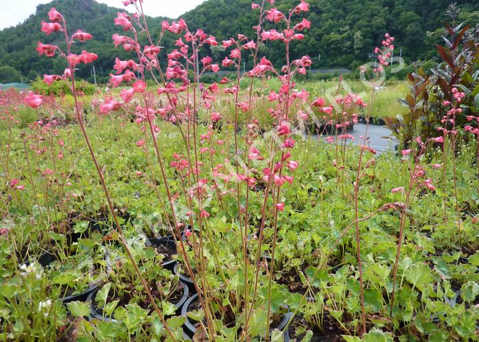 Dlužicha 'Pluie de Feu' - Heuchera brizoides 'Pluie de Feu'