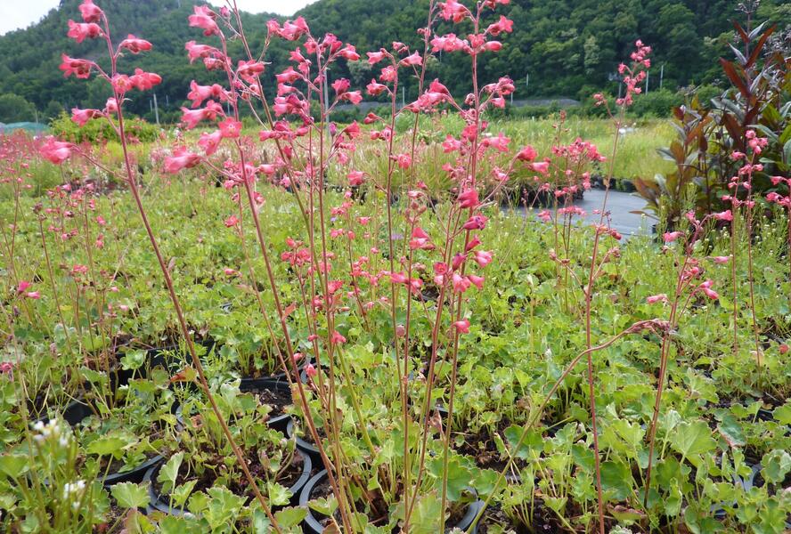 Dlužicha 'Pluie de Feu' - Heuchera brizoides 'Pluie de Feu'