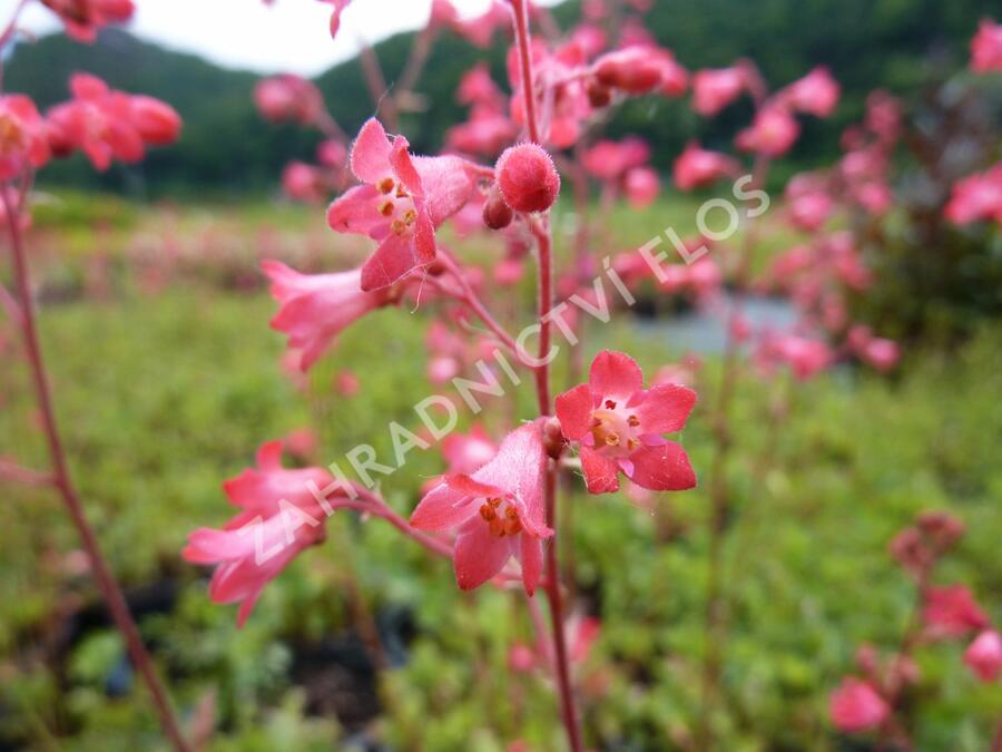 Dlužicha 'Pluie de Feu' - Heuchera brizoides 'Pluie de Feu'