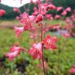 Dlužicha 'Pluie de Feu' - Heuchera brizoides 'Pluie de Feu'