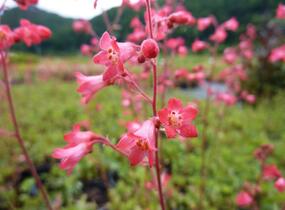 Dlužicha 'Pluie de Feu' - Heuchera brizoides 'Pluie de Feu'