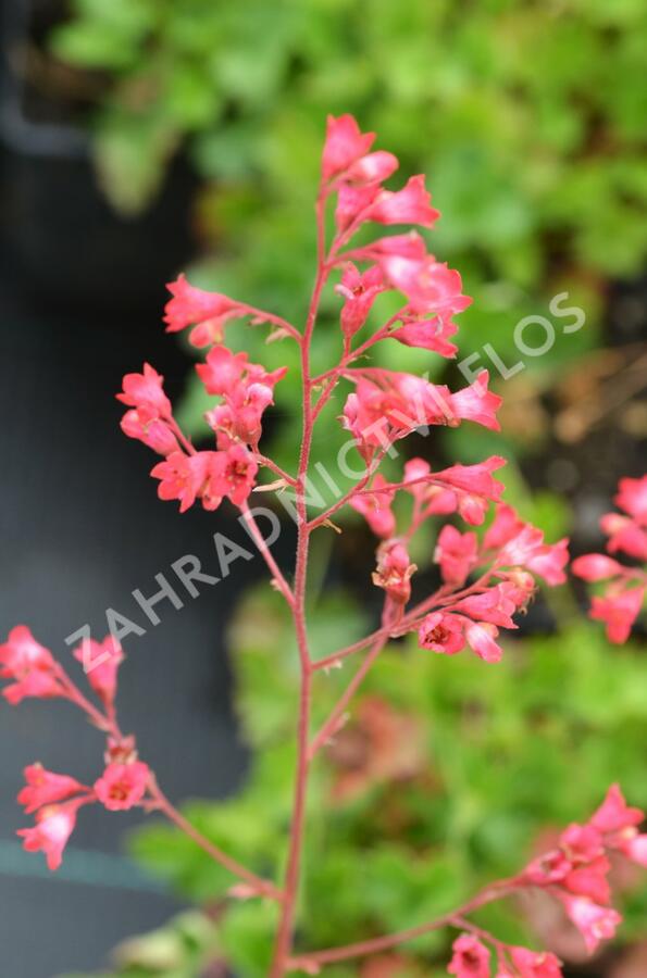 Dlužicha 'Pluie de Feu' - Heuchera brizoides 'Pluie de Feu'