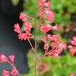 Dlužicha 'Pluie de Feu' - Heuchera brizoides 'Pluie de Feu'