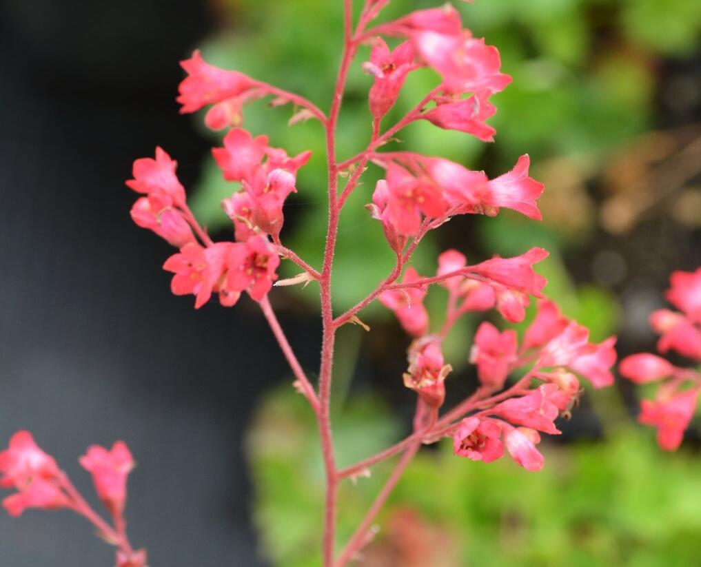 Dlužicha 'Pluie de Feu' - Heuchera brizoides 'Pluie de Feu'
