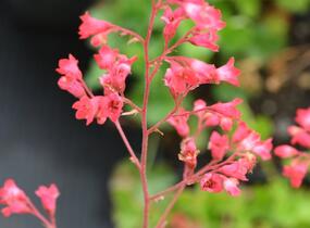Dlužicha 'Pluie de Feu' - Heuchera brizoides 'Pluie de Feu'