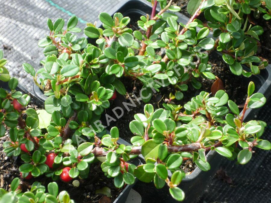 Skalník zimostrázolistý 'Nana' - Cotoneaster buxifolia 'Nana'