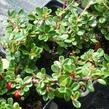 Skalník zimostrázolistý 'Nana' - Cotoneaster buxifolia 'Nana'