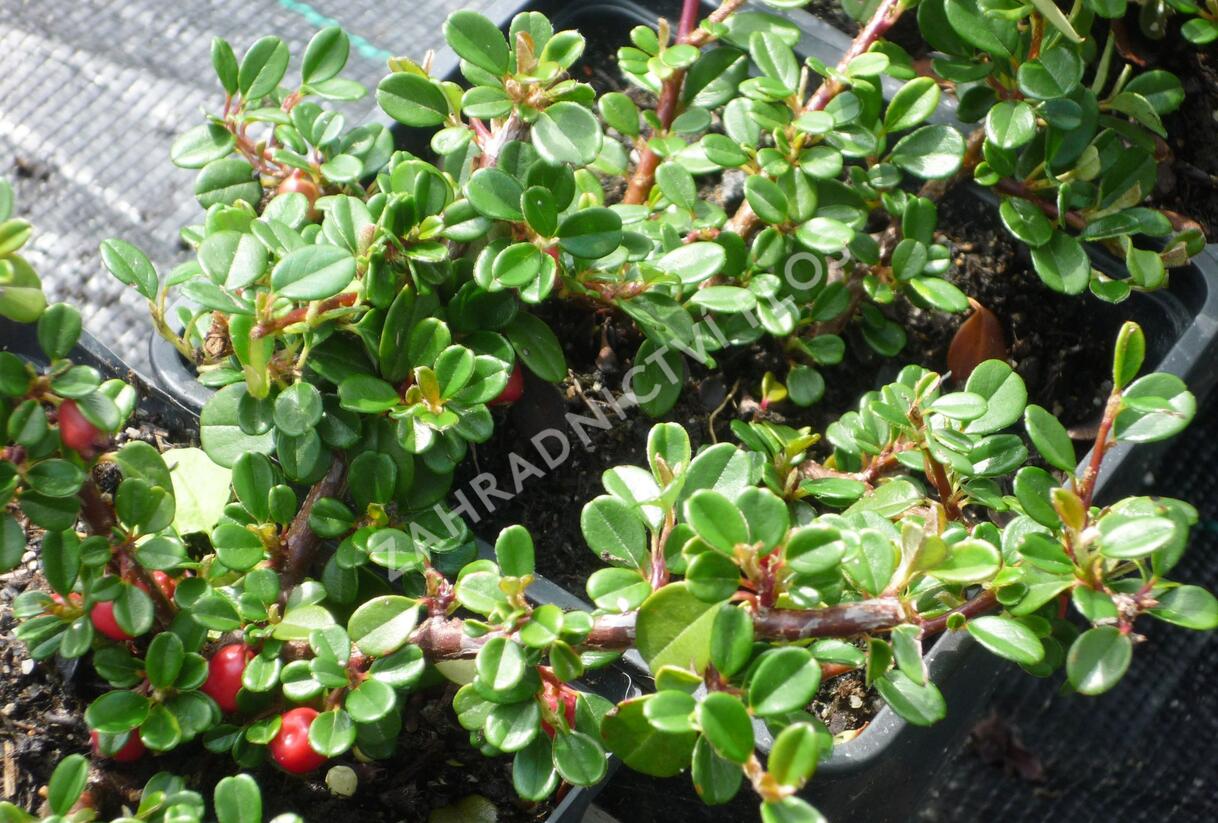 Skalník zimostrázolistý 'Nana' - Cotoneaster buxifolia 'Nana'