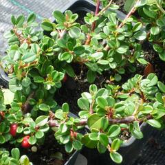 Skalník zimostrázolistý 'Nana' - Cotoneaster buxifolia 'Nana'