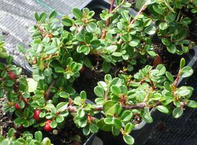 Skalník zimostrázolistý 'Nana' - Cotoneaster buxifolia 'Nana'