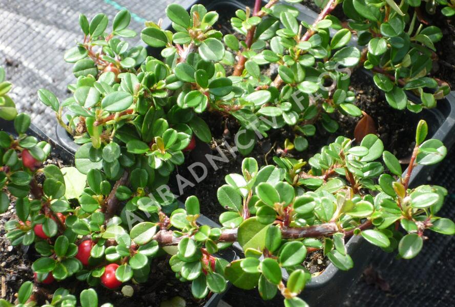 Skalník zimostrázolistý 'Nana' - Cotoneaster buxifolia 'Nana'