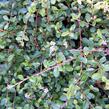 Skalník zimostrázolistý 'Nana' - Cotoneaster buxifolia 'Nana'
