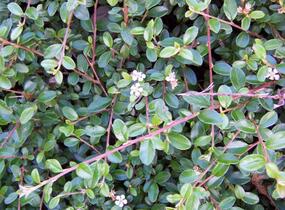 Skalník zimostrázolistý 'Nana' - Cotoneaster buxifolia 'Nana'