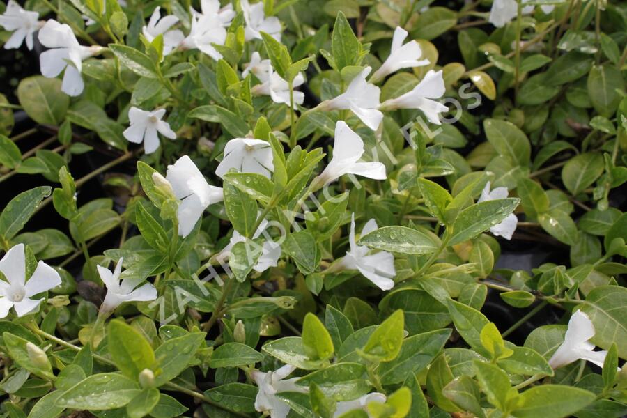 Barvínek menší 'Colada' - Vinca minor 'Colada'