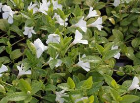 Barvínek menší 'Colada' - Vinca minor 'Colada'