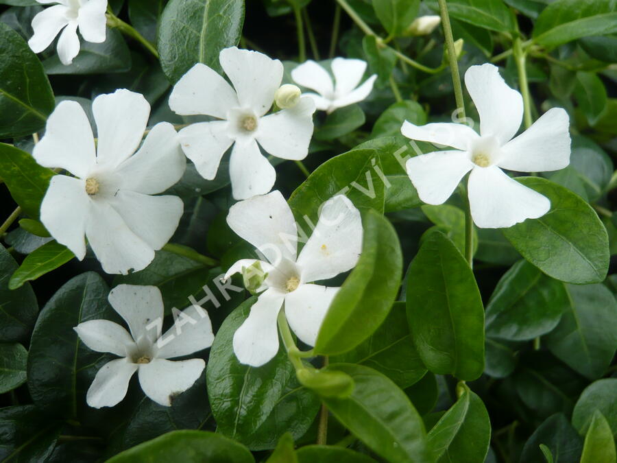 Barvínek menší 'Colada' - Vinca minor 'Colada'