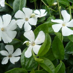 Barvínek menší 'Colada' - Vinca minor 'Colada'