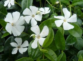 Barvínek menší 'Colada' - Vinca minor 'Colada'