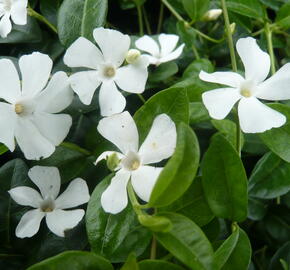 Barvínek menší 'Colada' - Vinca minor 'Colada'