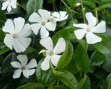 Barvínek menší 'Colada'