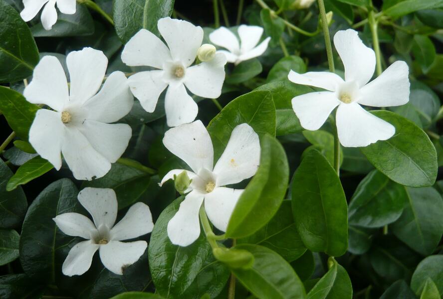Barvínek menší 'Colada' - Vinca minor 'Colada'