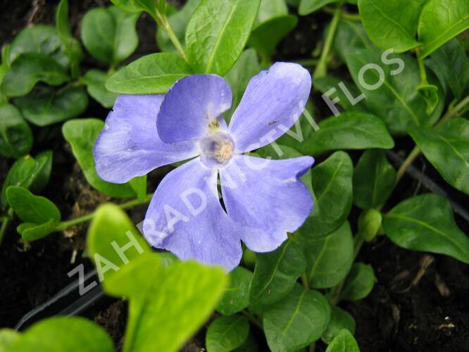 Barvínek menší 'Anna' - Vinca minor 'Anna'