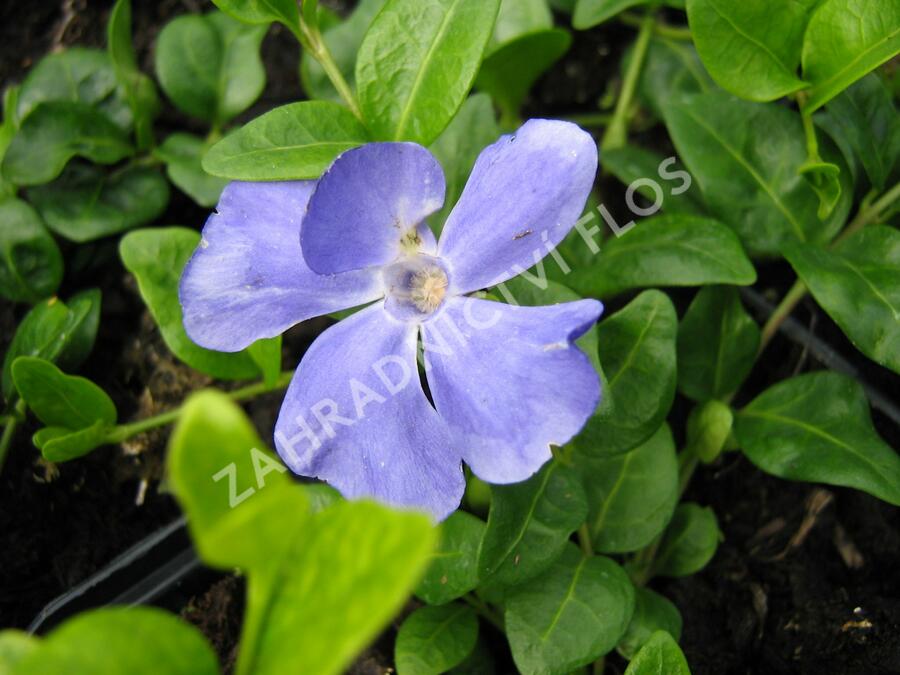 Barvínek menší 'Anna' - Vinca minor 'Anna'