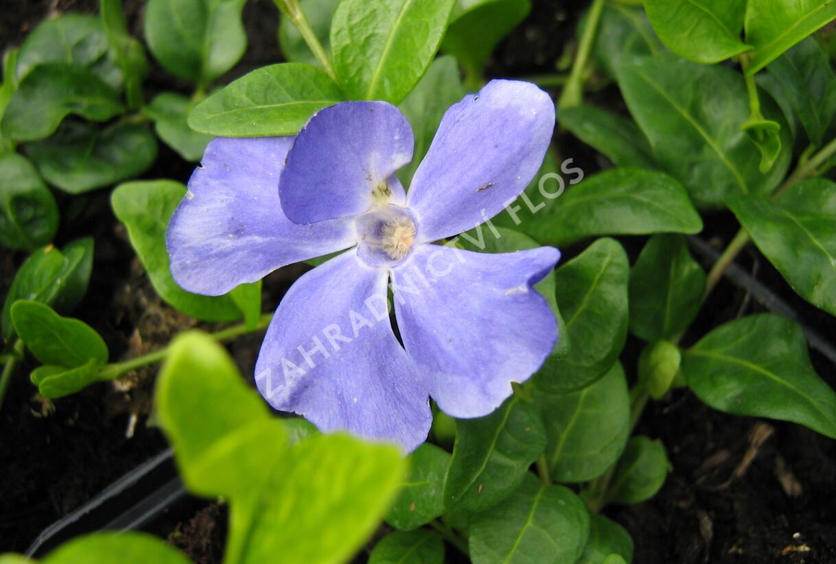 Barvínek menší 'Anna' - Vinca minor 'Anna'