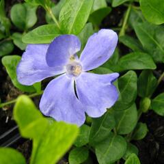 Barvínek menší 'Anna' - Vinca minor 'Anna'