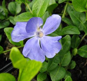 Barvínek menší 'Anna' - Vinca minor 'Anna'