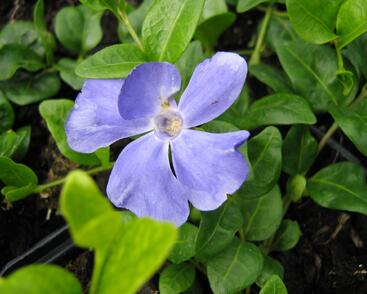 Barvínek menší 'Anna'