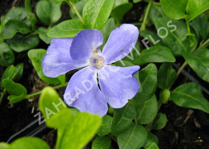 Barvínek menší 'Anna' - Vinca minor 'Anna'
