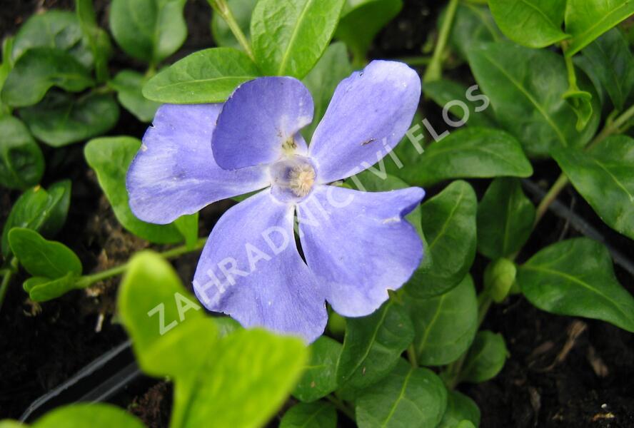 Barvínek menší 'Anna' - Vinca minor 'Anna'