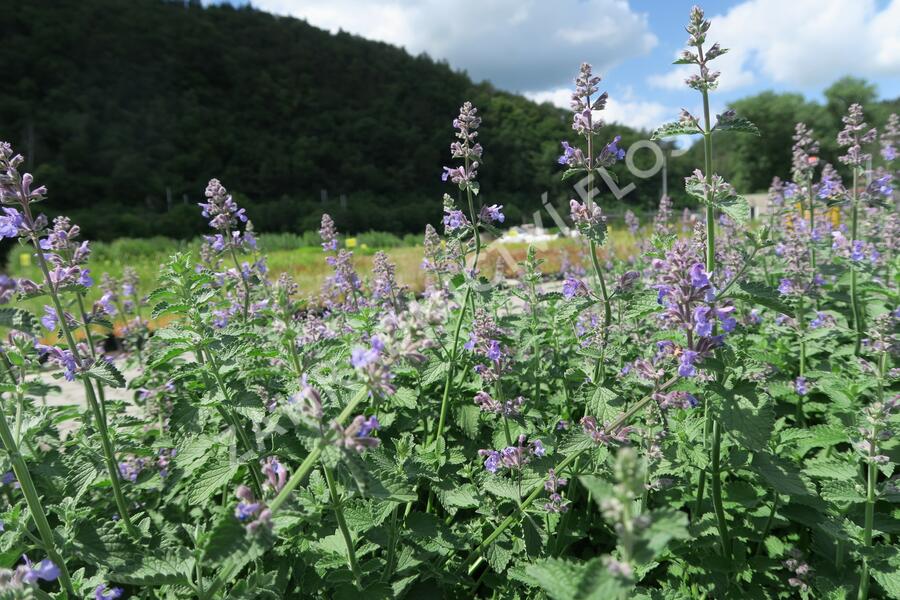 Šanta 'Six Hills Giant' - Nepeta x faassenii 'Six Hills Giant'