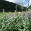 Šanta 'Six Hills Giant' - Nepeta x faassenii 'Six Hills Giant'