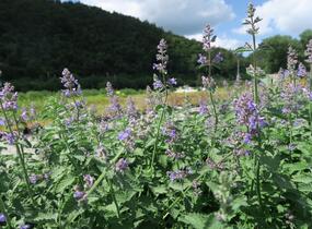 Šanta zkřížená 'Six Hills Giant' - Nepeta x faassenii 'Six Hills Giant'