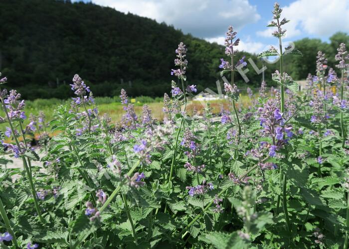 Šanta 'Six Hills Giant' - Nepeta x faassenii 'Six Hills Giant'