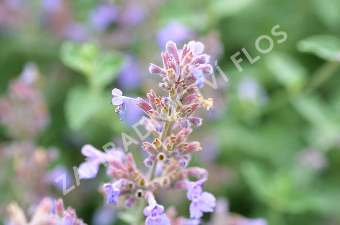 Šanta 'Six Hills Giant' - Nepeta x faassenii 'Six Hills Giant'