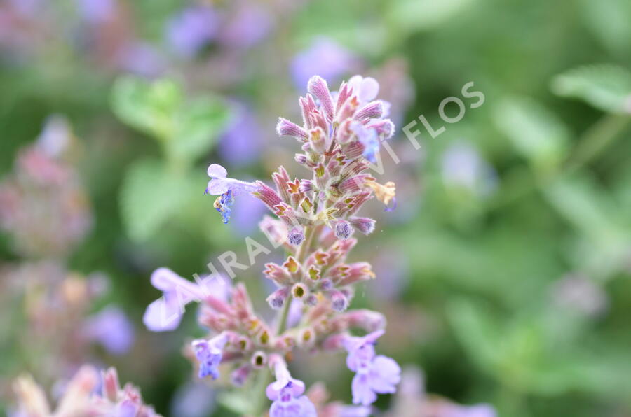 Šanta 'Six Hills Giant' - Nepeta x faassenii 'Six Hills Giant'