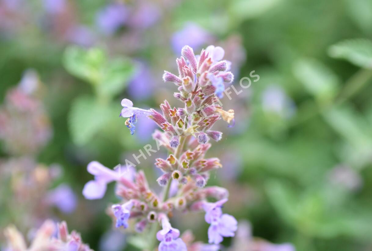 Šanta zkřížená 'Six Hills Giant' - Nepeta x faassenii 'Six Hills Giant'