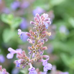 Šanta zkřížená 'Six Hills Giant' - Nepeta x faassenii 'Six Hills Giant'