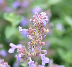 Šanta 'Six Hills Giant' - Nepeta x faassenii 'Six Hills Giant'