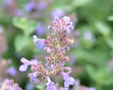 Šanta zkřížená 'Six Hills Giant'