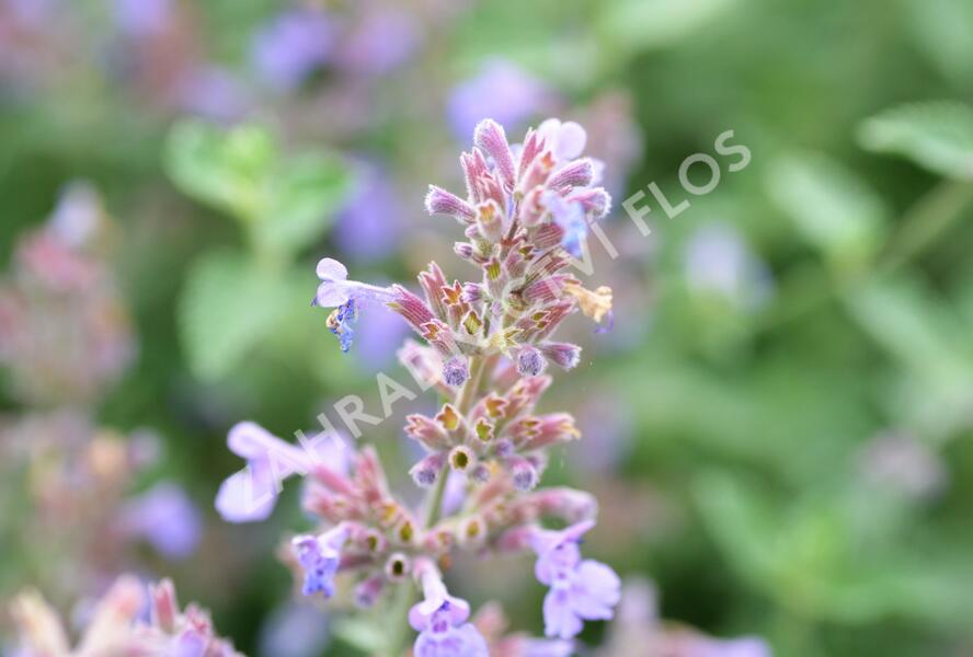 Šanta zkřížená 'Six Hills Giant' - Nepeta x faassenii 'Six Hills Giant'