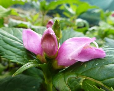 Želonice 'Hot Lips'