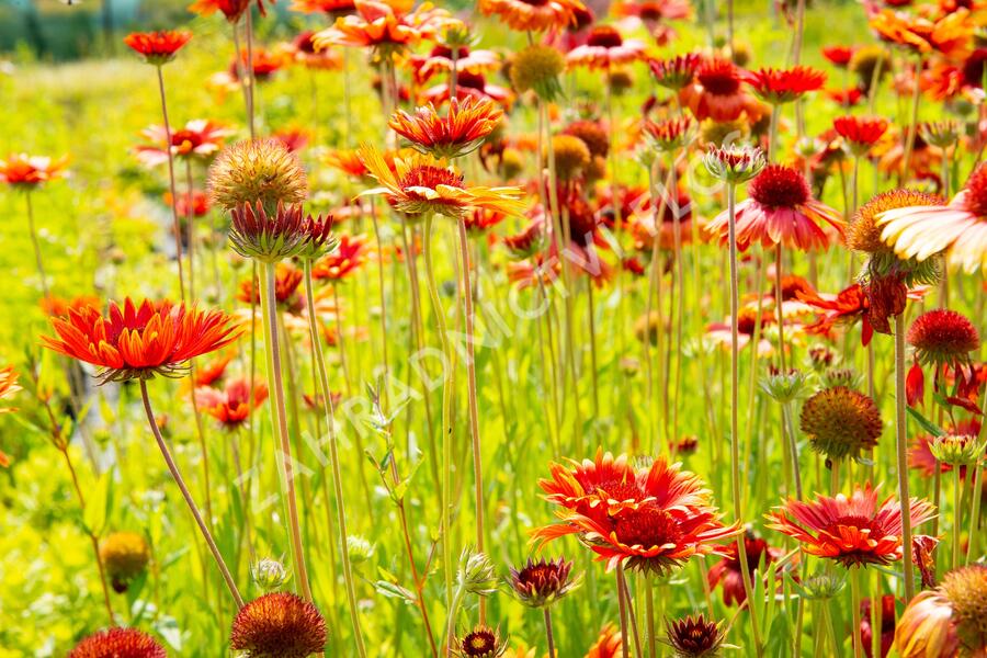 Kokarda osinatá 'Tokajer' - Gaillardia aristata 'Tokajer'